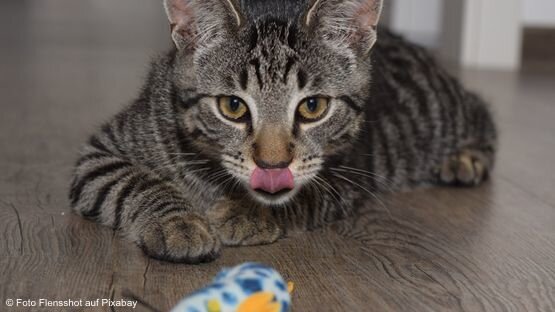 Katze Schaffell Schädlich Katze Schaffell Schädlich
