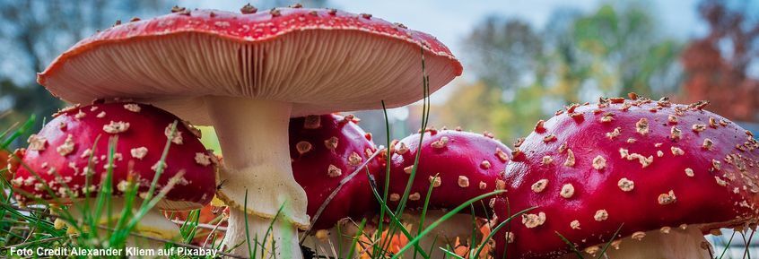 9 häufigsten Ursachen für Vergiftungen: Erste Hilfe Tipps 