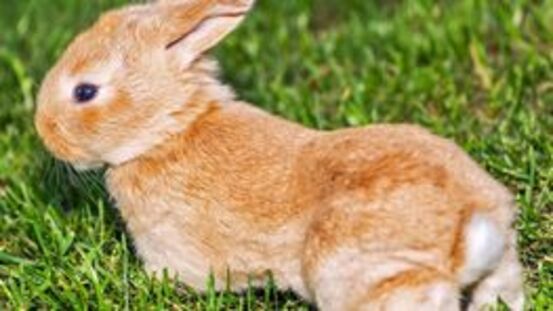 10 Ursachen für Nachhandlähmung bei Kaninchen [09|20]