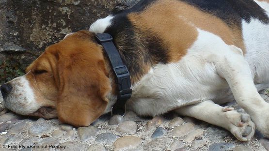 Liegeschwielen sind ein häufiges Problem bei großen und schweren Hunden.