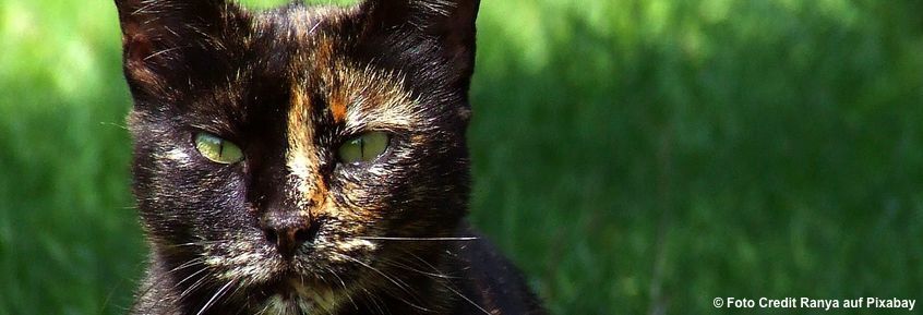 Leukose (FeLV) endet für 80% der erkrankten Katzen tödlich.