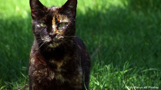 80% der an Leukose.erkrankten Katzen sterben innerhalb von drei Jahren 