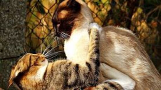 Katzenaids wird von Katze zu Katze durch Bisse übertragen