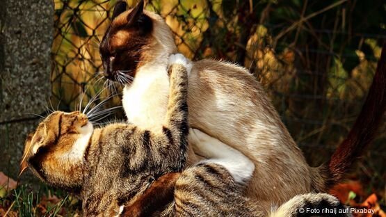 Ungefähr 11% der Hauskatzenpopulation sind Virusträger.