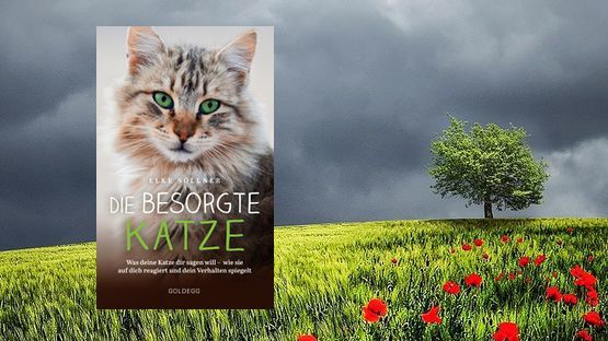 Ein Katzen Ratgeber von Elke Söllner erscheinen im Goldegg Verlag