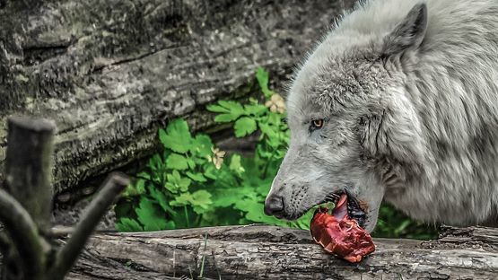 Welches Futter Ihr Hund benötigt, richtet sich auch nach seiner Größe, der körperlichen Aktivität und seinem Alter.