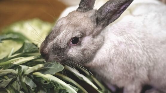 1,3 Prozent der Kaninchen sind von Harngries und Blasensteinen betroffen.