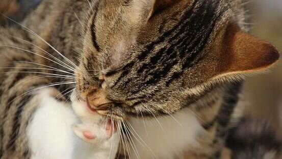 Vor allem junge Katzen und Katzen mit unterdrücktem Immunsystem sind von der Pododermatitis betroffen.