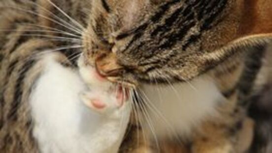 Pododermatitis Katze Behandlung