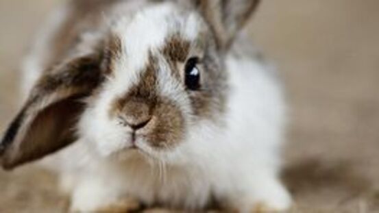 6 Signale wie Ihr Kaninchen anzeigt, dass es krank ist.