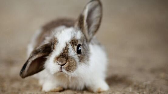 Kaninchen verhalten sich immer so unauffällig wie möglich. bei Verhaltensänderungen gleich zum Tierarzt.