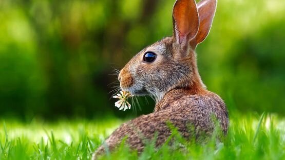 Die Kaninchenpest wurde durch die künstliche Freisetzung eines Virus verursacht.