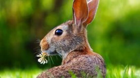 Kaninchenpest: Myxomatose befällt Wild- und Heimkaninchen.