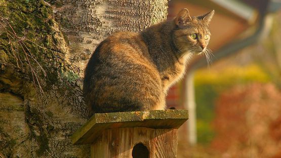 Die Katze im Herbst: (c) Photo von Karsten Paulick auf Pixabay