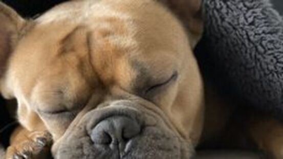 Eine Niereninsuffizienz ist für Hunde immer lebensbedrohlich