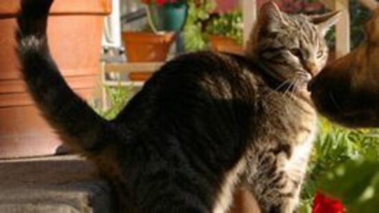 Katzensprache: die 7 Bedeutungen des Katzenbuckels