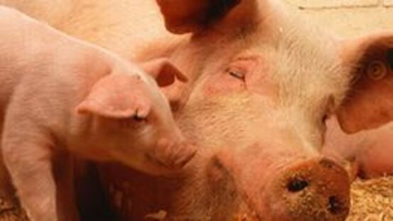 Arme Schweine: Ratgeber für mehr Tierschutz im Einkaufskorb