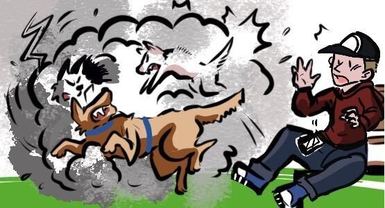Die beiden Hunde ignorieren die Zeichen, kommen weiter näher, bis es wirklich kracht! Die Eskalation beginnt mit Luftschnappen. Dann kommt gezieltes Schnappen nach den Gegnern. Erst dann folgt die Beißatacke.