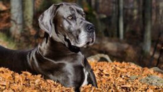 Fibrokartilaginöse Embolie beim Hund