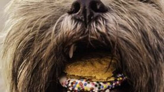 Birkenzucker ist eine tödliche Gefahr für Hunde & Nagetiere