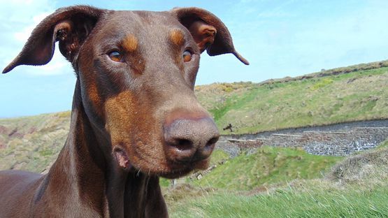 Der Hund zittert mit dem Kopf, während der übrige Körper vollständig ruhig bleibt.