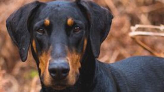 Narkolepsie beim Dobermann: die vererbte Schlafkrankheit