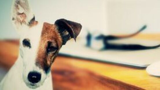 Corona Pandemie verändert Verhalten von Hunden und Katzen