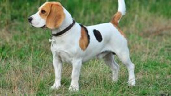 2–3 % der Beagles sind vom Musladin Lueke Syndrom betroffen.