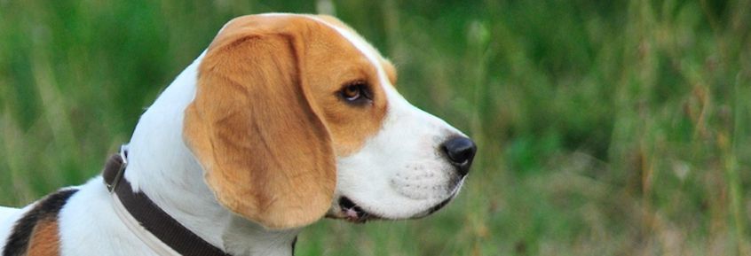 2–3 % der Beagles sind vom Musladin Lueke Syndrom betroffen.