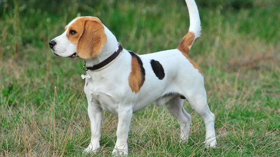2 – 3 % der britischen und australischen Beagles sind betroffen