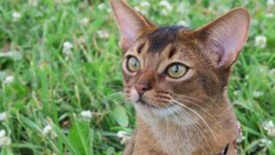 Amyloidose: Siam- und Abessinierkatzen besonders gefährdet 