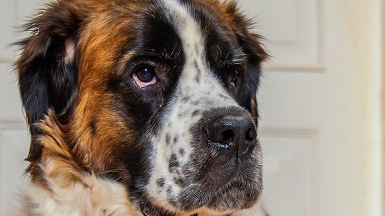 Betroffene Rassen: Bernhardiner, Boxer, Dalmatiner, Deutscher Schäferhund, Berner Sennenhund, Golden Retriever, ottweiler  