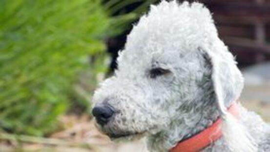 Morbus Wilson: Die Kupfertoxikose des Bedlington Terriers
