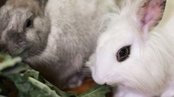 Kaninchenfamilie zieht ein: 5 Tipps der Expertin