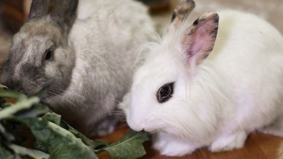 Expertin des TSA gibt Tipps zur Kaninchenhaltung