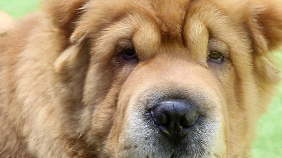 Erste Symptome treten bei den Shar Peis im Alter von zwei bis fünf Jahren auf.