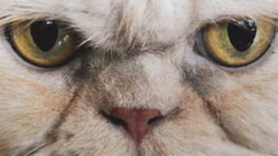 Wenn Katzen weinen: 13 Gründe und Ursachen für dicke Tränen 
