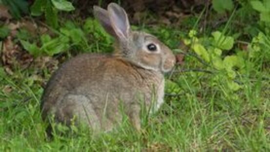 Die Nagerpest: Rodentiose bei Kaninchen