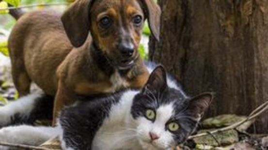 Frühjahrsmüdigkeit ade:  Detox-Kur für Hunde und Katzen