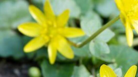 Das Scharbockskraut: Ranunculus ficaria