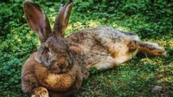 Was hoppelt denn da: Hase oder Kaninchen?