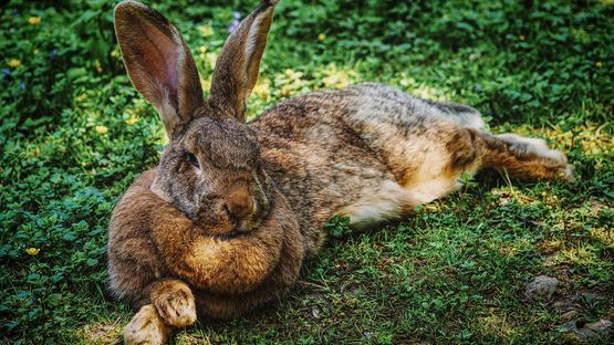 Was Hasen von Kaninchen unterscheidet.
