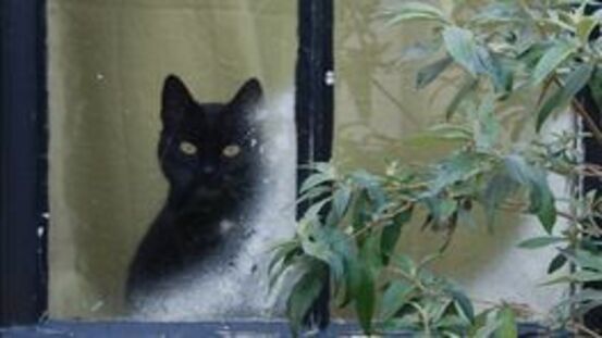 Katzenkino: erste Reihe Fensterplatz fußfrei