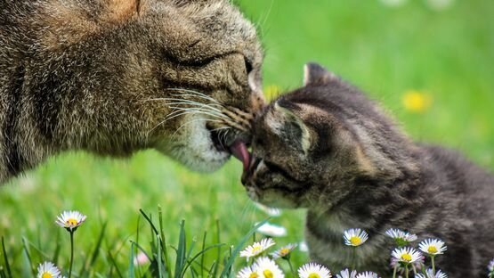 Die Bedeutung von Gerüchen in der Katzensprache: von den Pheromonen bis zu Harn und Kot.