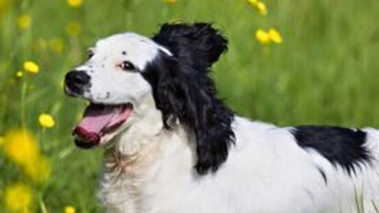 Horner Syndrom: Retriever, Cocker Spaniel, Collie