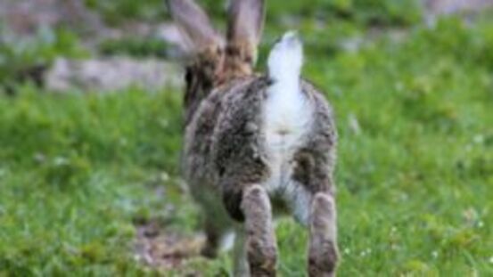 Warum hoppeln Kaninchen eigentlich?