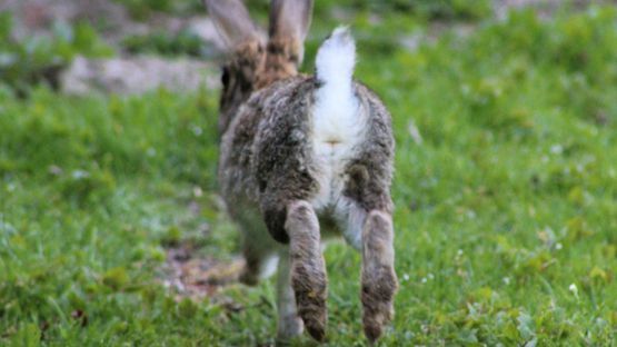 Kaninchen erreichen beim Hoppeln bis zu 40 kmh.