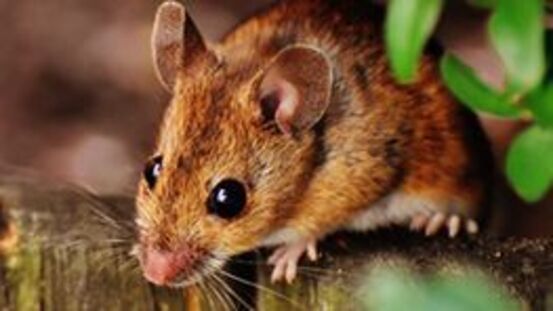 14 Tipps wie Sie Mäuse und Ratten ohne Gift vertreiben