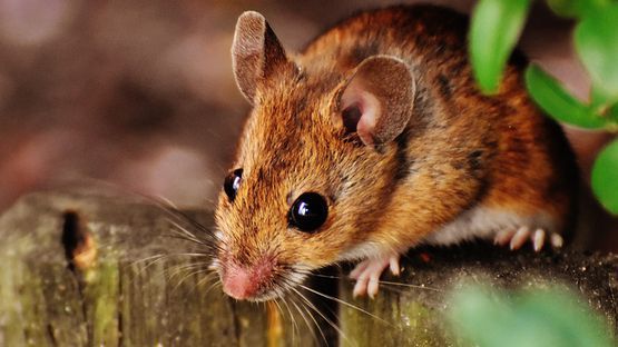 Ratten- und Mäusegift ist keine Lösung, es gibt andere Möglichkeiten.