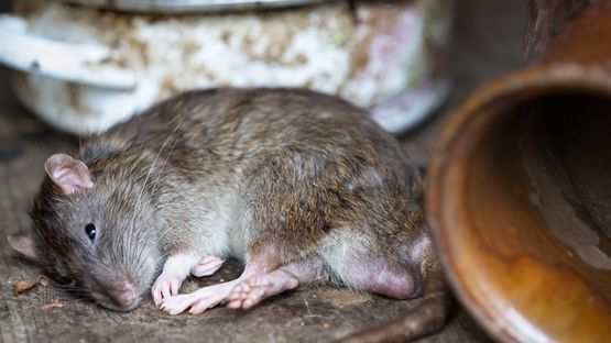 Eine Vergiftung mit Rattengift gehört zu den häufigsten Vergiftungen von Hunden und Katzen.
